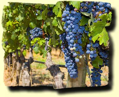 Chile Wine Tour--Vineyard